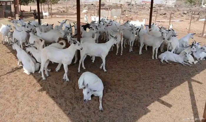 تيوس مخاصي العدد 77 الموقع حلي للتواصل 0