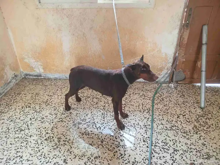 كلاب دوبر مان 2