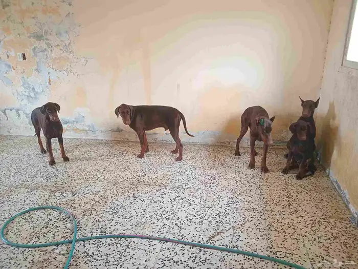 كلاب دوبر مان 1