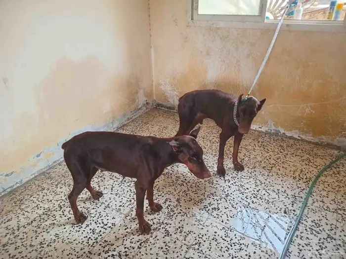 كلاب دوبر مان 4