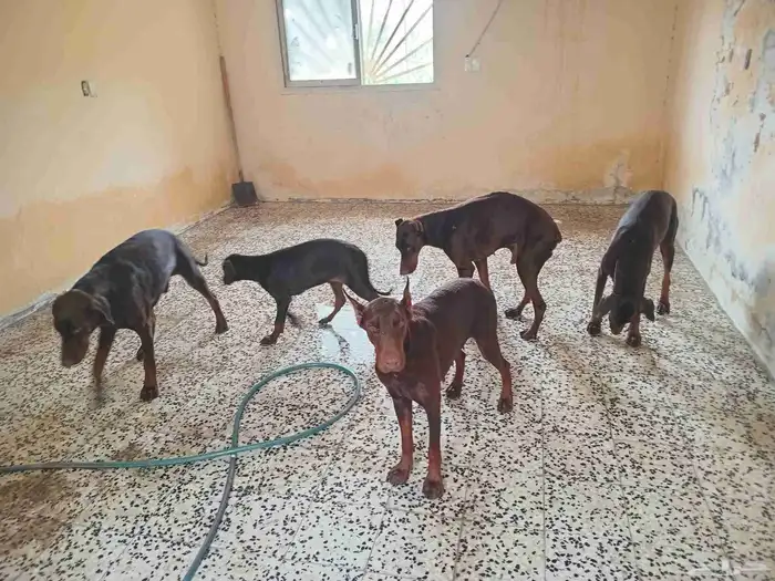 كلاب دوبر مان 0