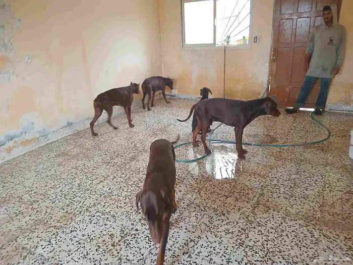 كلاب دوبر مان 3