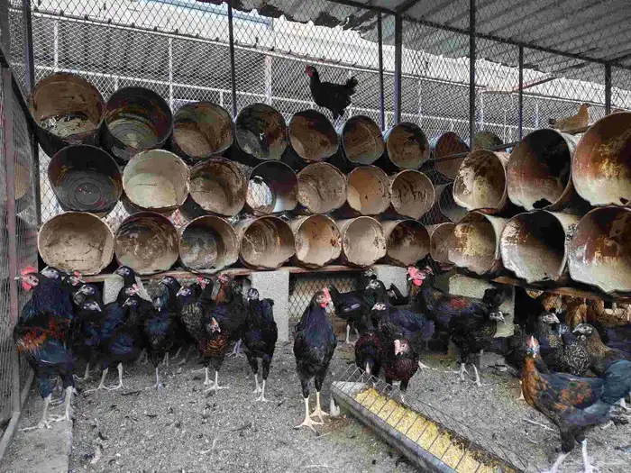 دجاج تركي فرنسي بلاك للبيع 0