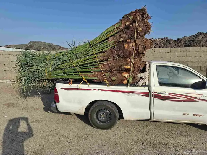 ابومحمد لتوريد جميع انواع النخيل المثمروتركيب الشبوك 050126 3