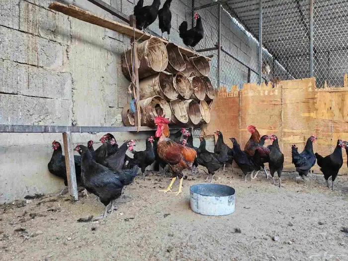 دجاج تركي فرنسي بلاك للبيع 4