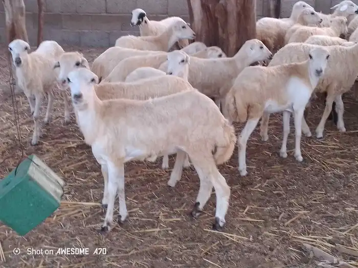 رخال رفيدي لعدد 45 من 700 جمله 4