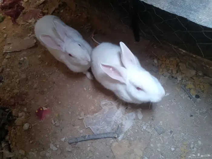 للبيع. حمام  25جوز ..ارانب 15حبة...دجاج 25حبة بياض 0