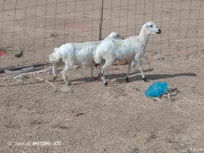 البيع رخال رفيديات 1