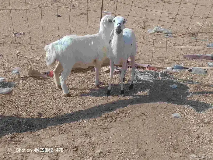 البيع رخال رفيديات 0