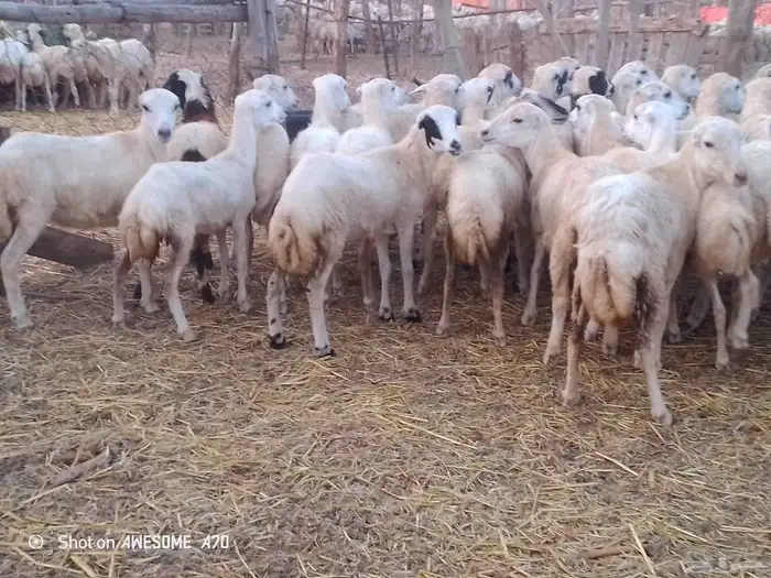 رخال رفيدي لعدد 45 من 700 جمله 1