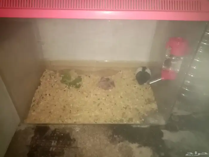 . السلام عليكم 1