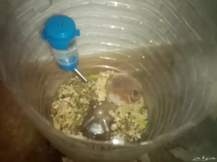 . السلام عليكم 0