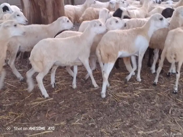 رخال رفيدي لعدد 45 من 700 جمله 3