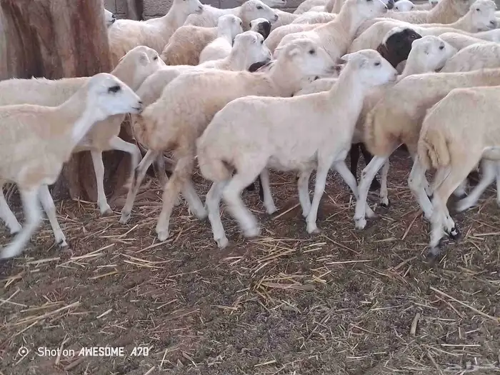 رخال رفيدي لعدد 45 من 700 جمله 2