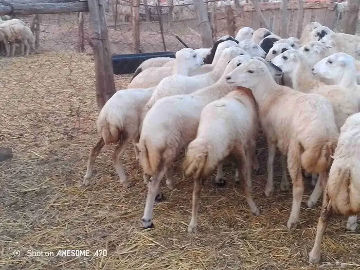 رخال رفيدي لعدد 45 من 700 جمله 0