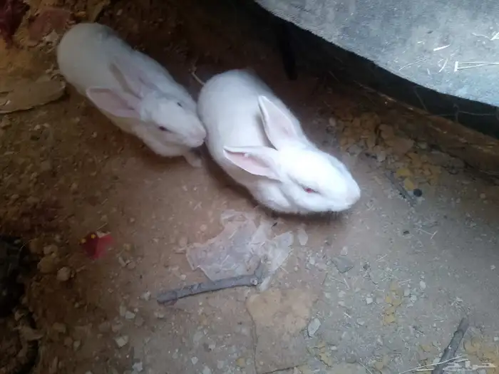 للبيع. حمام  25جوز ..ارانب 15حبة...دجاج 25حبة بياض 1