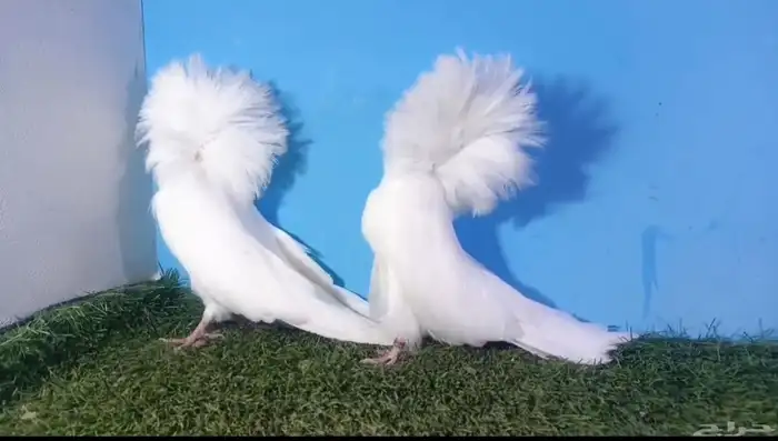 جاكوبين بلجيكي 1