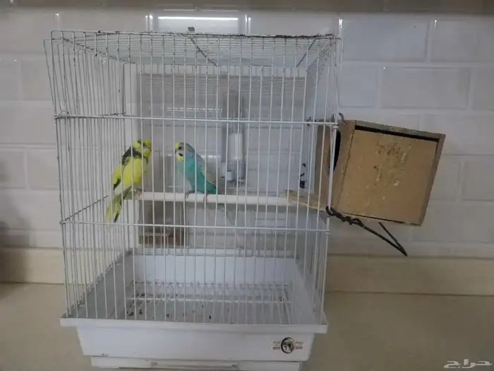 للبيع طيور كناري 1