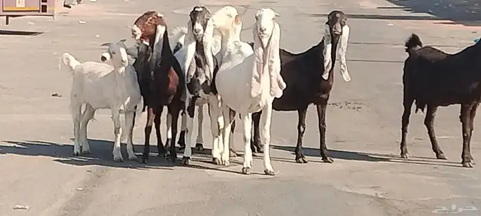 معزه حجازيات العدد 9 مع الفحل 6