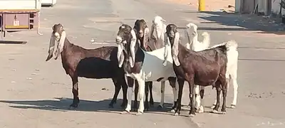 معزه حجازيات العدد 9 مع الفحل index