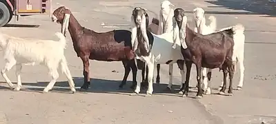 معزه حجازيات العدد 9 مع الفحل index