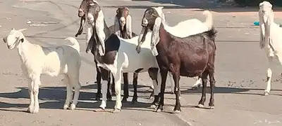 معزه حجازيات العدد 9 مع الفحل index