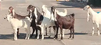 معزه حجازيات العدد 9 مع الفحل index