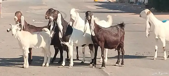 معزه حجازيات العدد 9 مع الفحل 4