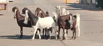 معزه حجازيات العدد 9 مع الفحل index