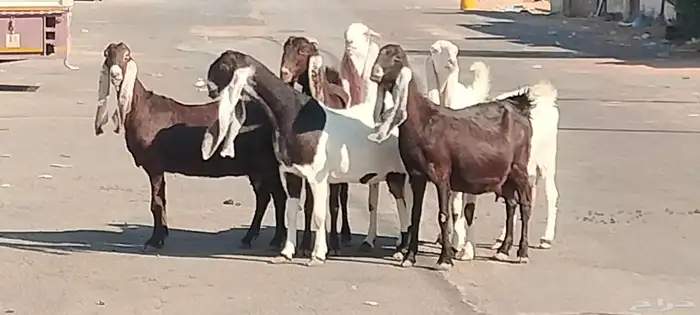 معزه حجازيات العدد 9 مع الفحل 3