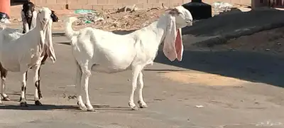 معزه حجازيات العدد 9 مع الفحل index