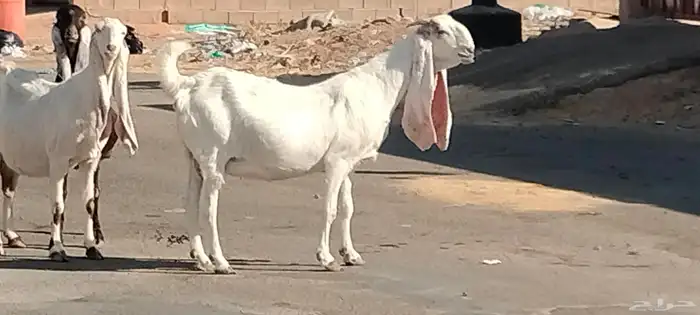 معزه حجازيات العدد 9 مع الفحل 7