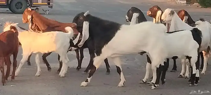 معزه حجازيات العدد 9 مع الفحل 10