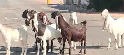 معزه حجازيات العدد 9 مع الفحل index