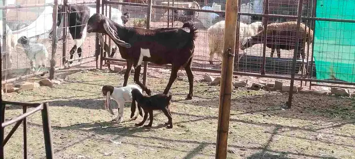 معزه حجازيات العدد 9 مع الفحل 9