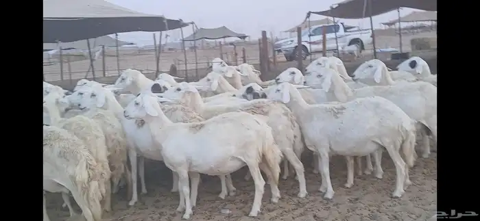 ضان حريه فرصة للقناي عدد34 0