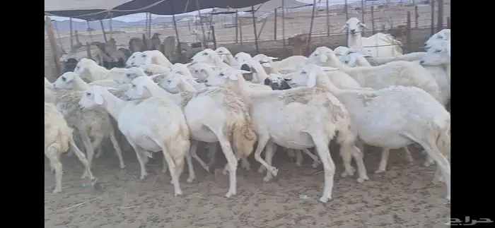 ضان حريه فرصة للقناي عدد34 2