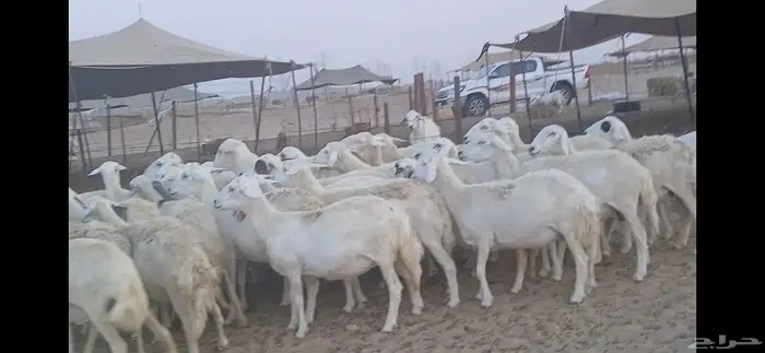 ضان حريه فرصة للقناي عدد34 7