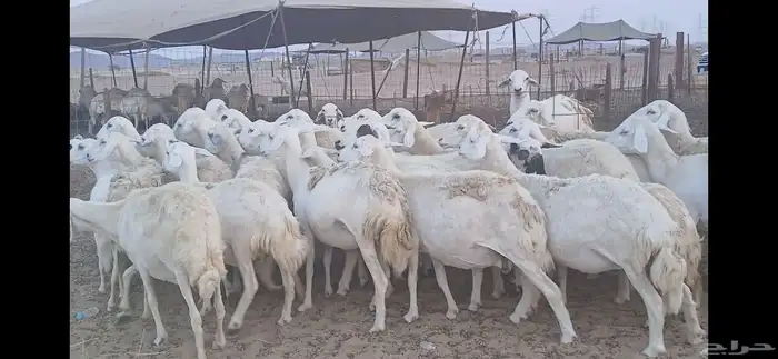 ضان حريه فرصة للقناي عدد34 5