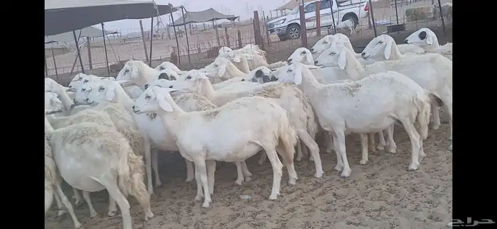 ضان حريه فرصة للقناي عدد34 3