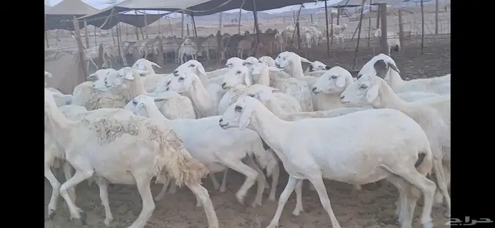 ضان حريه فرصة للقناي عدد34 8