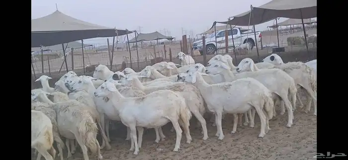 ضان حريه فرصة للقناي عدد34 1