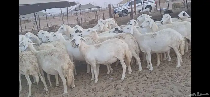 ضان حريه فرصة للقناي عدد34 4