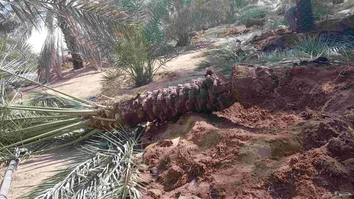 نقايل للبيع فنخاء مجدول صقعي هلالي خلاص سكري 0