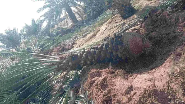 نقايل للبيع فنخاء مجدول صقعي هلالي خلاص سكري 4