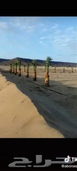 يوجد لدينا جميع انواع النخيل العربي والواشنطن بكل المقسات 4