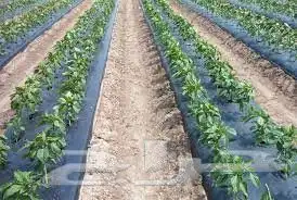 أغطية التربه الزراعية من مادة البولي ايثيلين PE عاليه الجوده 3