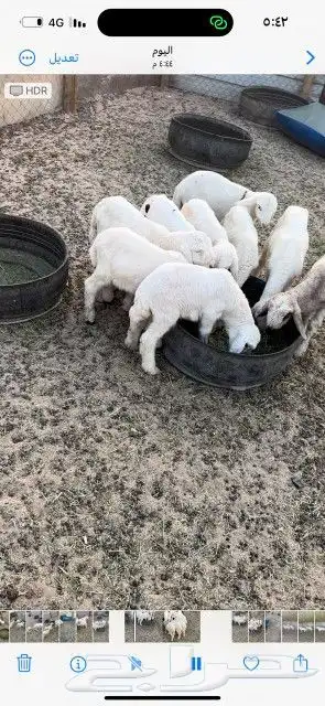 دواغير حري كبار العدد 9 1