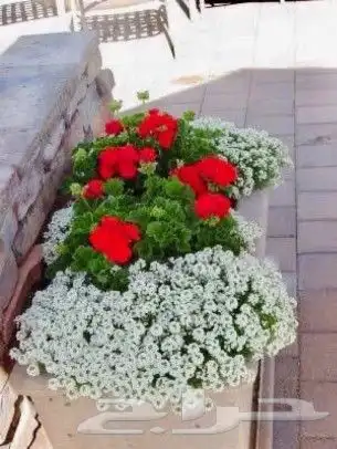 يوجد جميع انواع الاشجار والنباتات يوجد تيل طبيعي يوجد صيانية 7