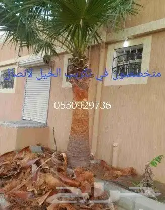 نخل للبيع 5